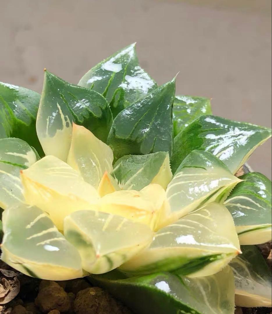 じ*む様 多肉植物　ハオルチア　ムチカ錦　変異系　巨大化