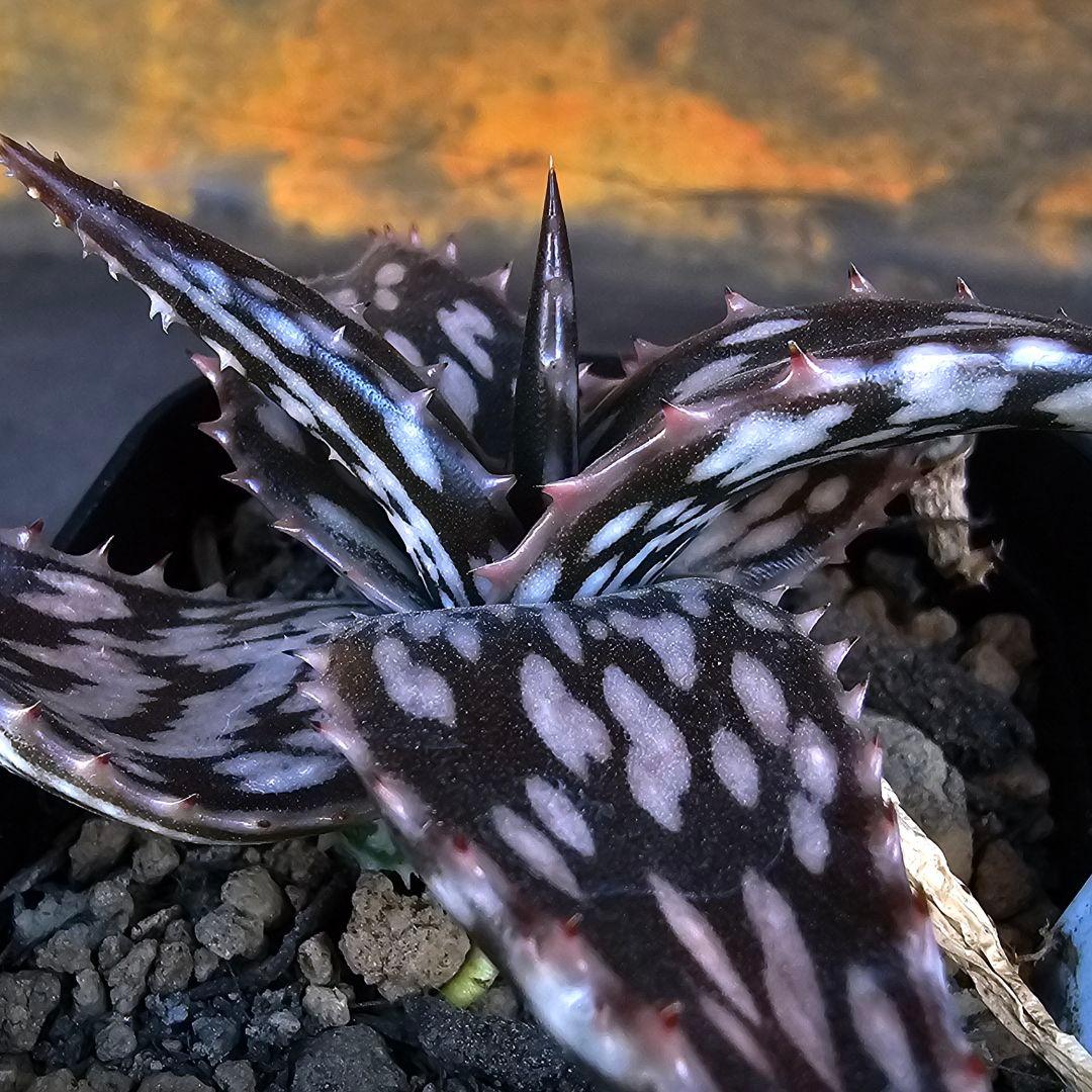 速達発送☆多肉植物 アロエ ヘミンギー