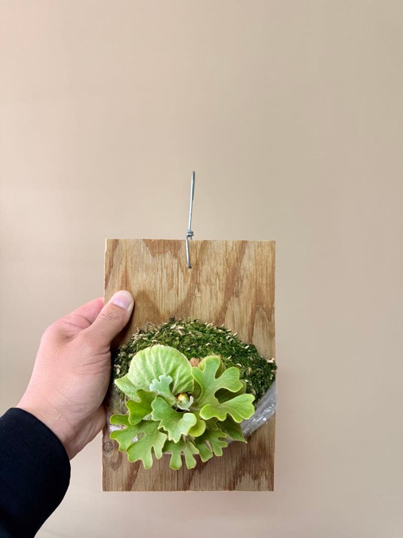 P.ridleyi dwarf silver② 自家撒き　選抜株　胞子培養