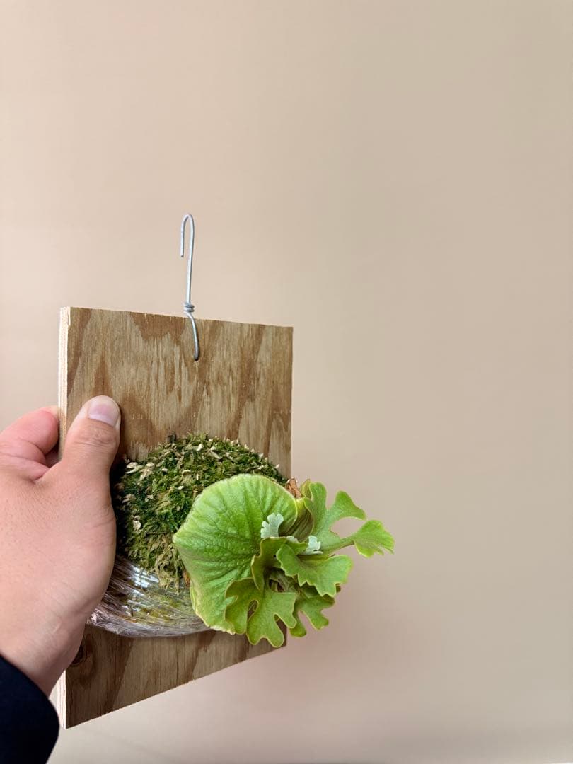 P.ridleyi dwarf silver② 自家撒き　選抜株　胞子培養