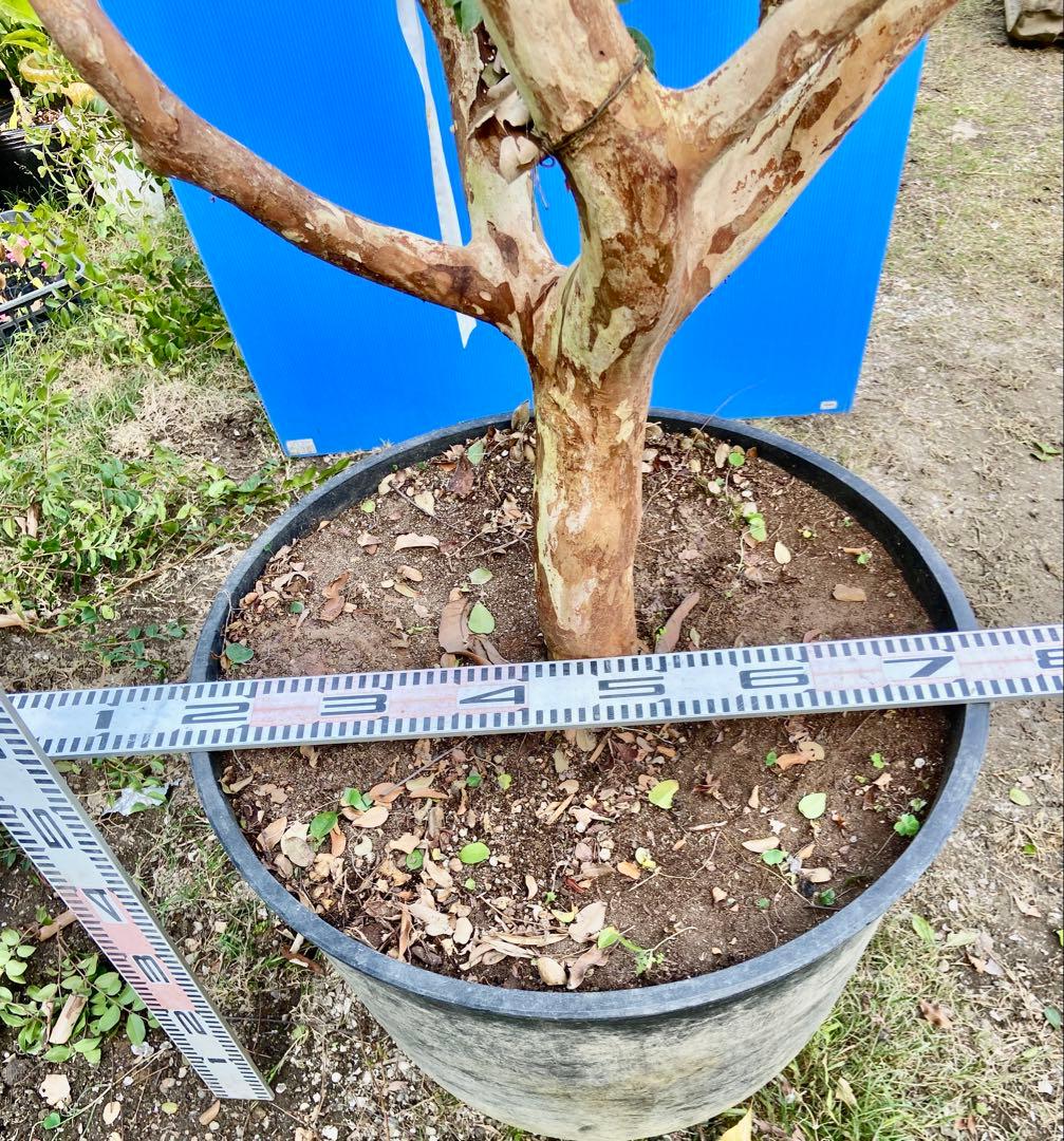 青木 禎斉様用　正月特価1万値下❗️耐寒ジャボチカバ　小葉ミウーダ大株　希少