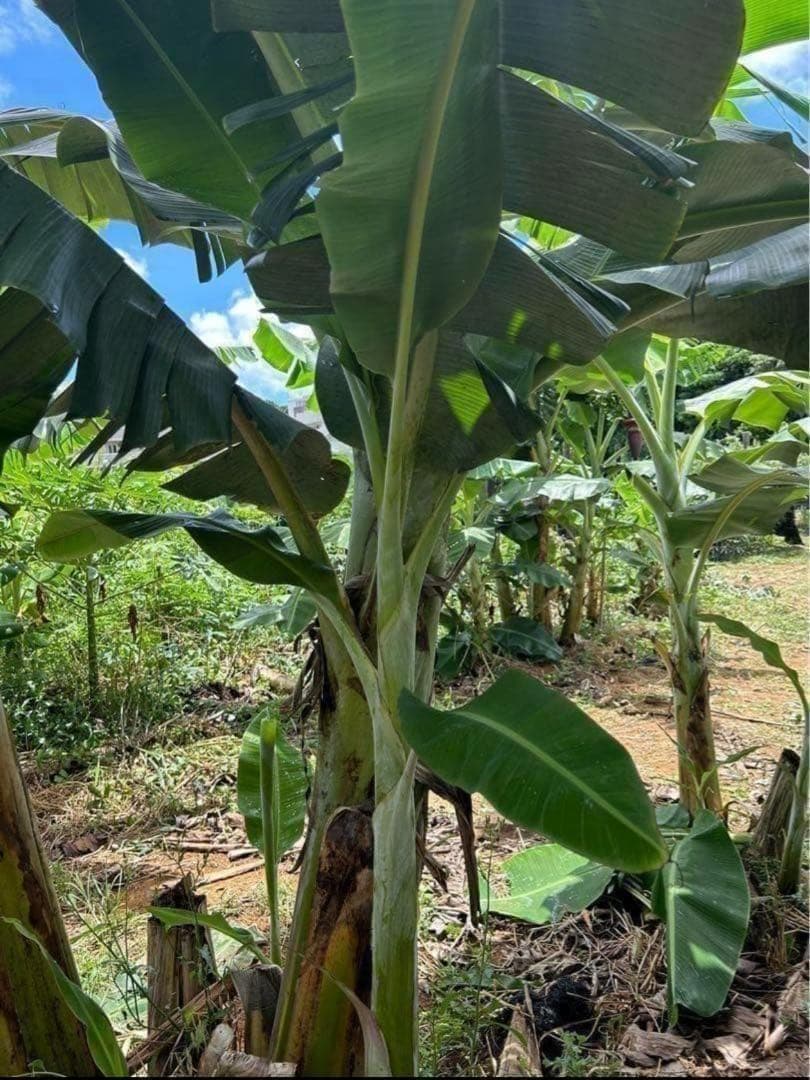 篠塚昭雄さま。5苗セット◆幻の、ゴールデンブラジル◆甘いです。耐寒強く栽培容易