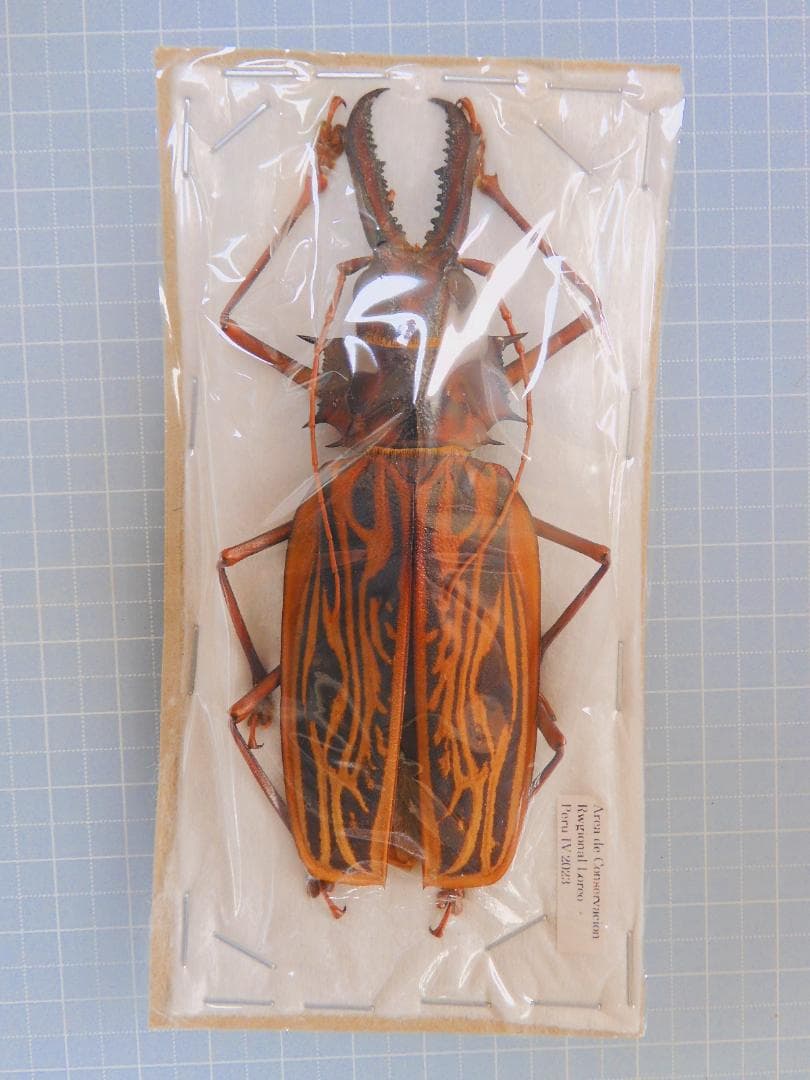 ペルー　オオキバウスバカミキリ　99mm