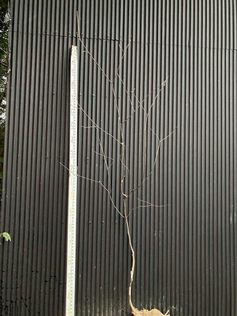 くまま 山採り　アオダモ