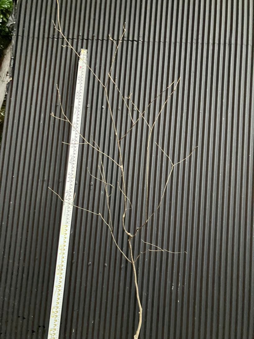 くまま 山採り　アオダモ