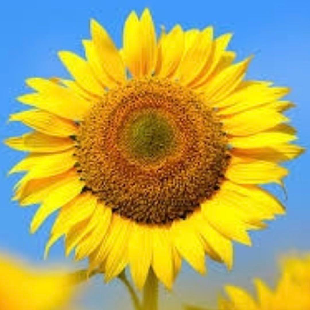 ちゃちゃページ☆