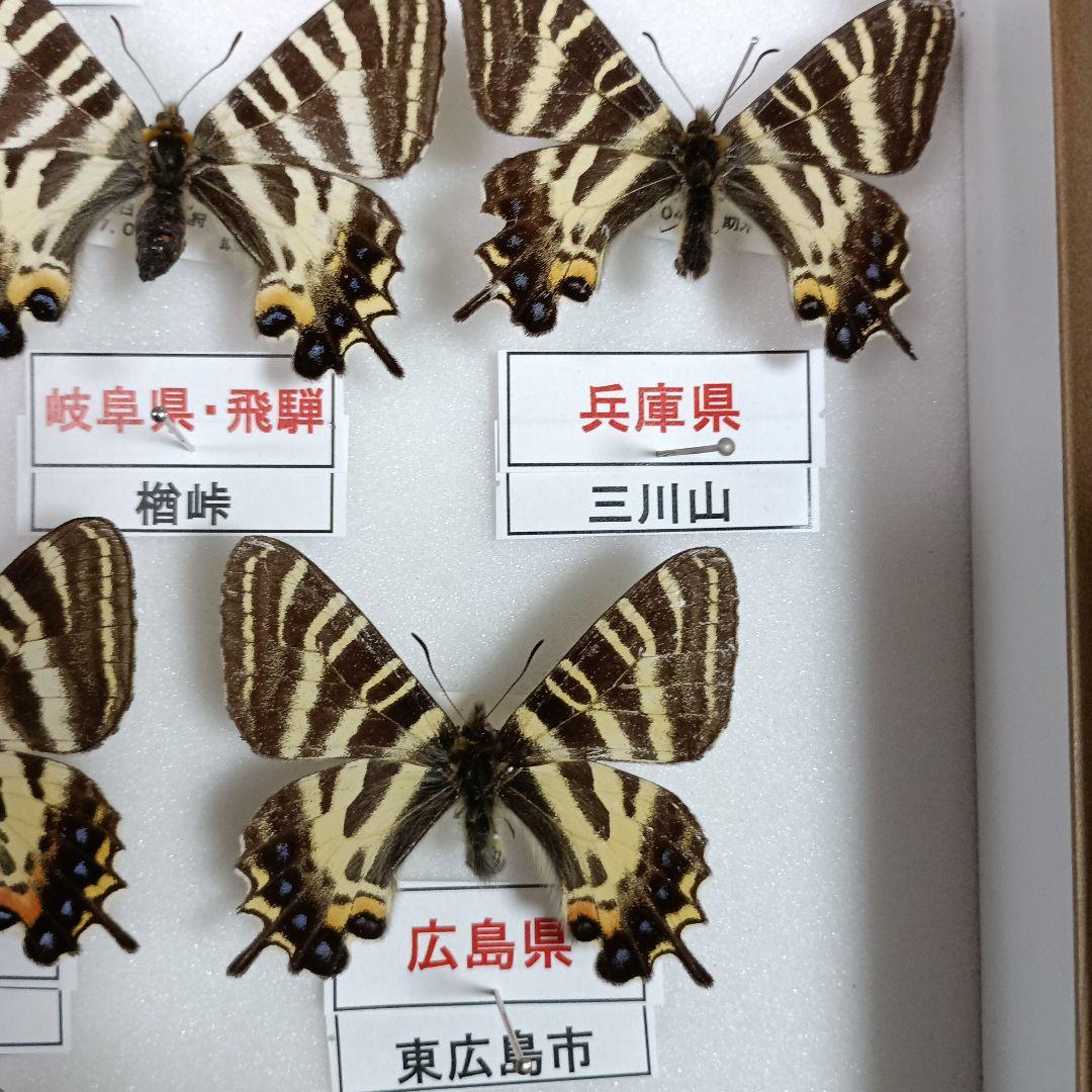 蝶の標本 年1回発生のウスバアゲハ・高山蝶・局所蝶