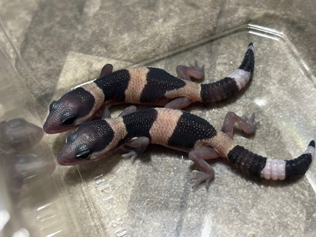 冷凍クロコL約1000匹1kg冷凍コオロギ