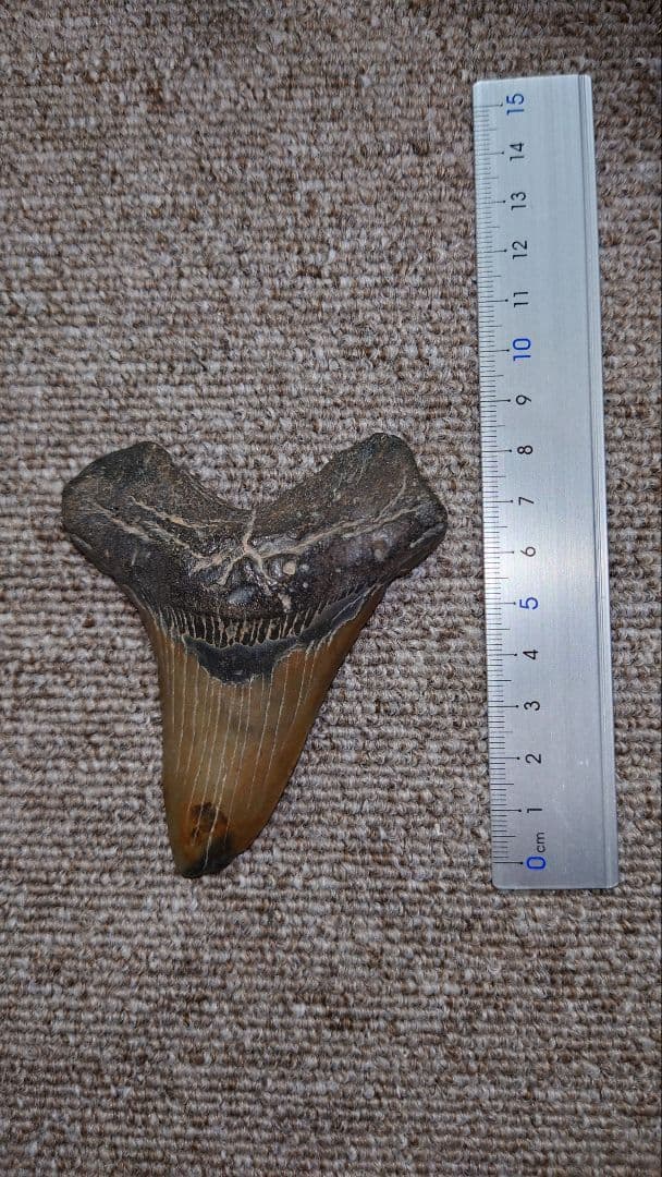 メガトロン 歯 化石 サメ 約9cm