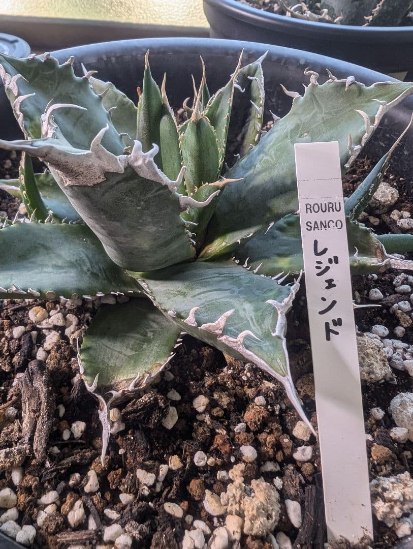 アガベ　チタノタ　「レジェンド」（少し訳あり）