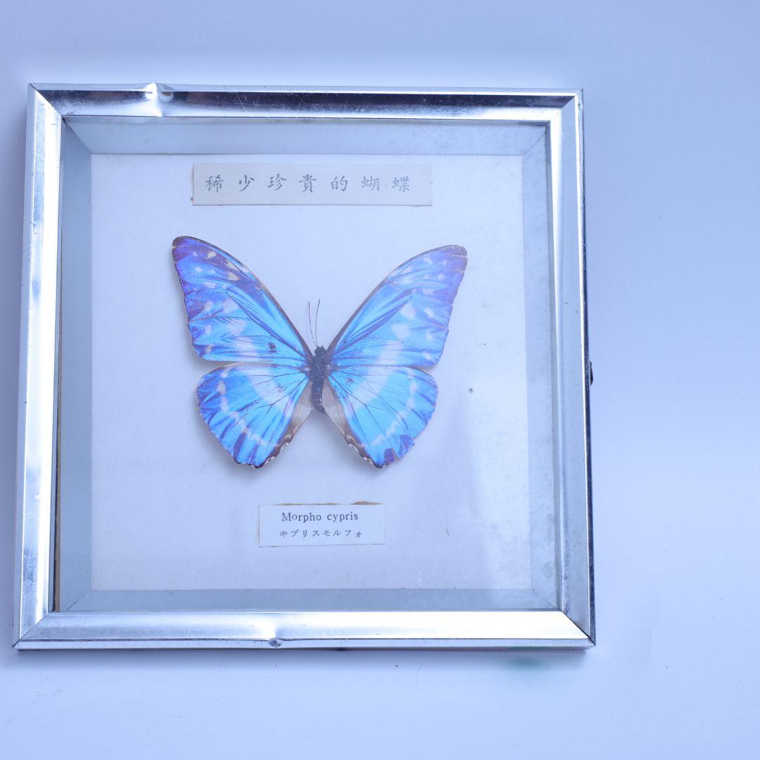 キプリスモルフォ　標本　額入り　稀少珍奇的胡蝶