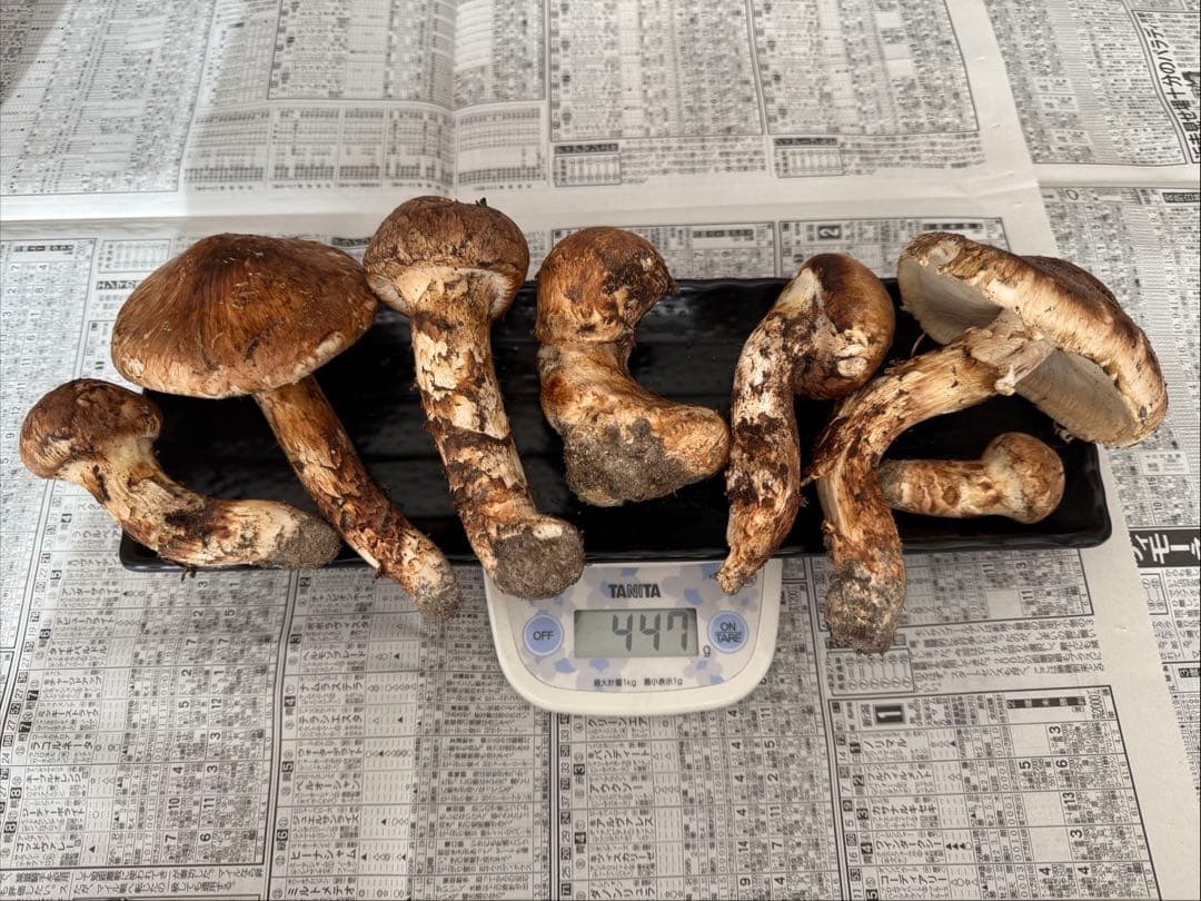 松茸　北海道　400g 訳あり