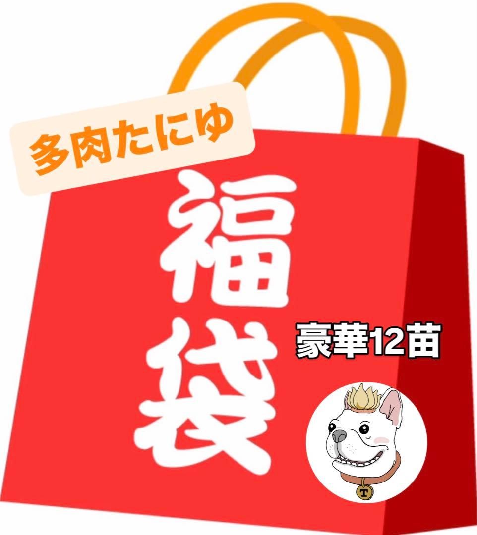 <1/31まで>2026多肉たにゆ袋　豪華12苗
