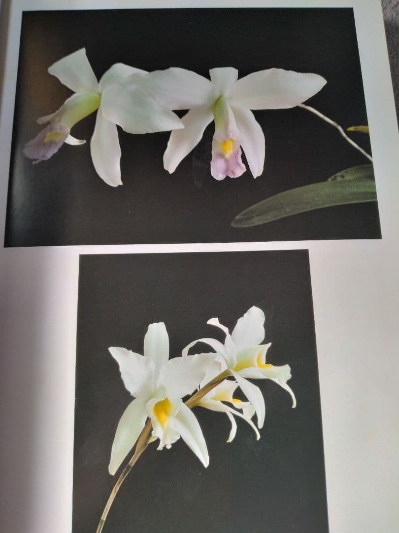 世界の野生蘭ORCHIDATLAS VOL. 3 Cattleya Laelia