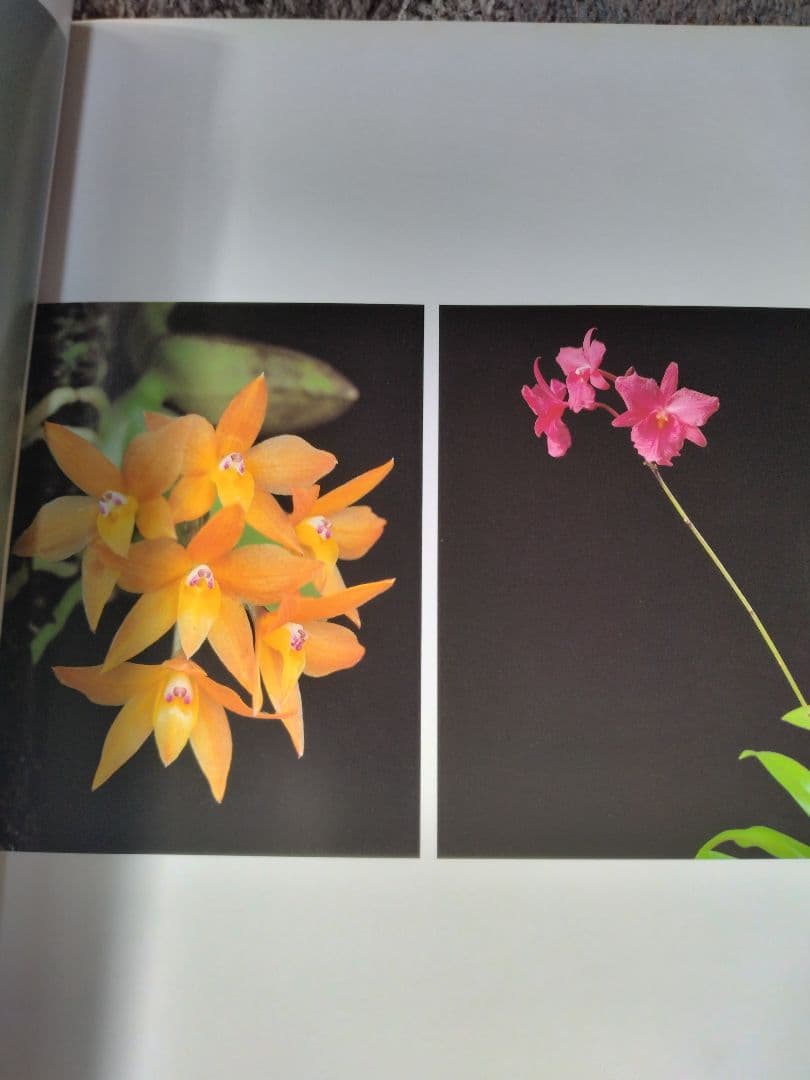 世界の野生蘭ORCHIDATLAS VOL. 3 Cattleya Laelia