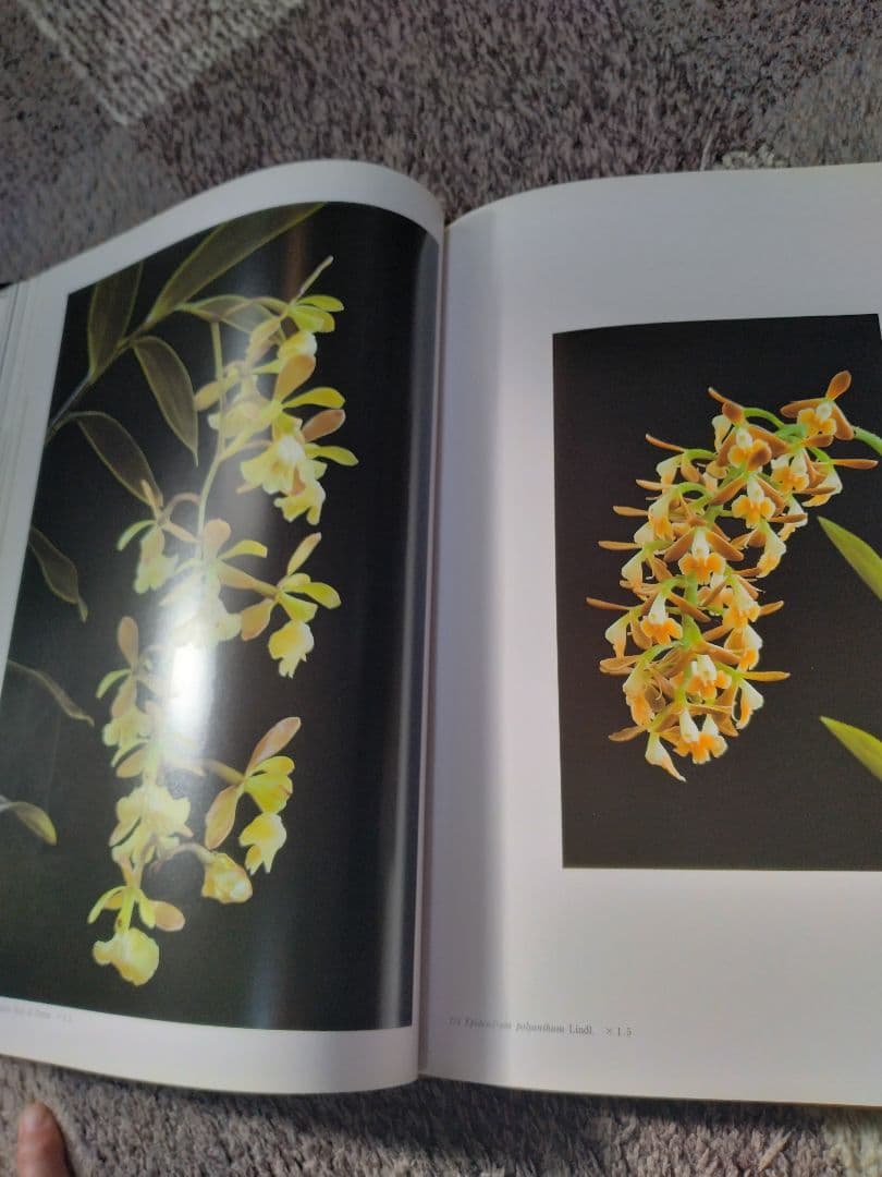 世界の野生蘭ORCHIDATLAS VOL. 3 Cattleya Laelia