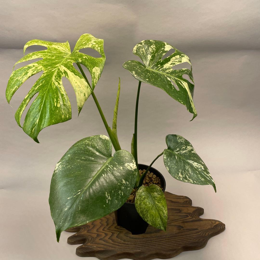 h*）様 L024ホワイトモンスター 天津蘭 モンステラ斑入り