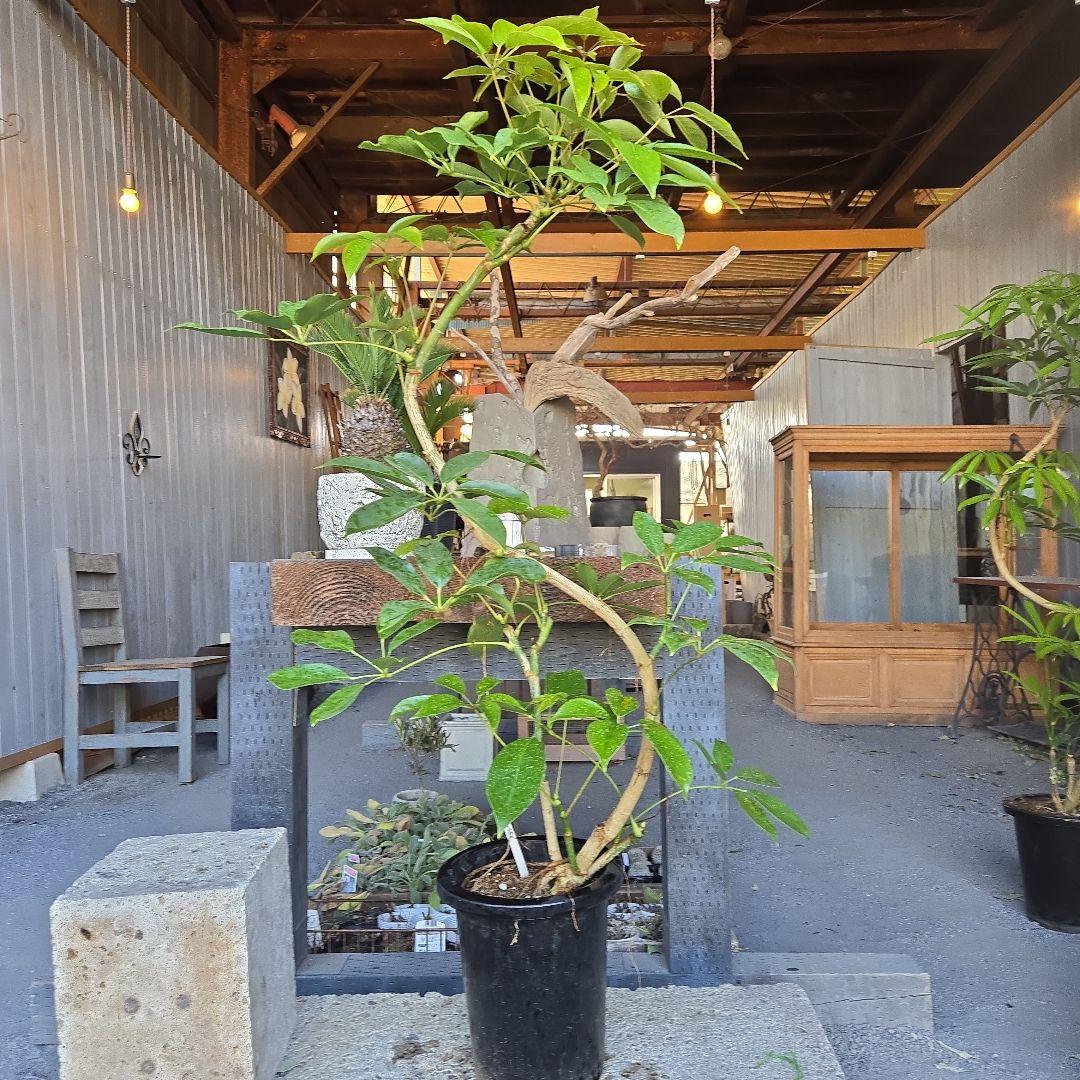 ⑤　シェフレラ　チェンマイ　曲がり仕立て8号特大苗木最高等級極上品‼️