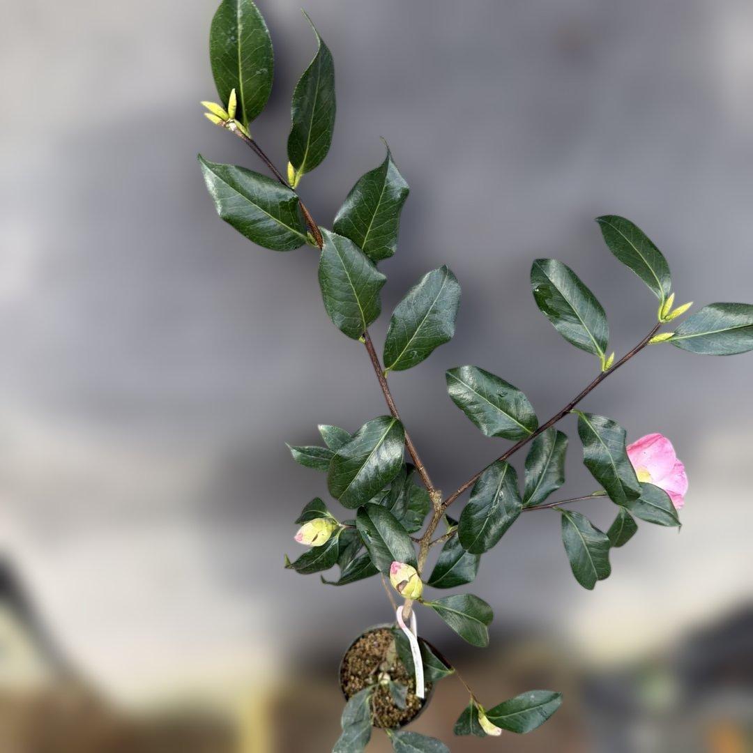 友久様ご確認苗楼蘭(ろうらん)と出雲紫