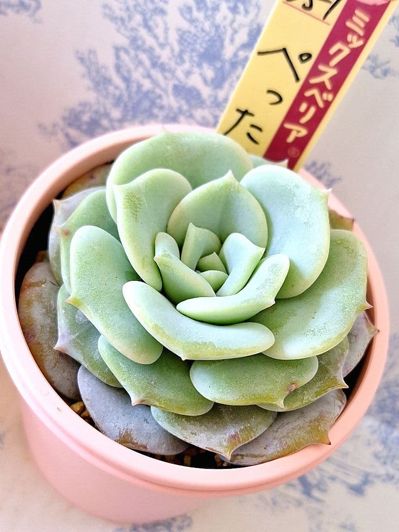 小人の渚他3点セット札付きポットごとおらいさん苗ミックスベリアバラ売り不可