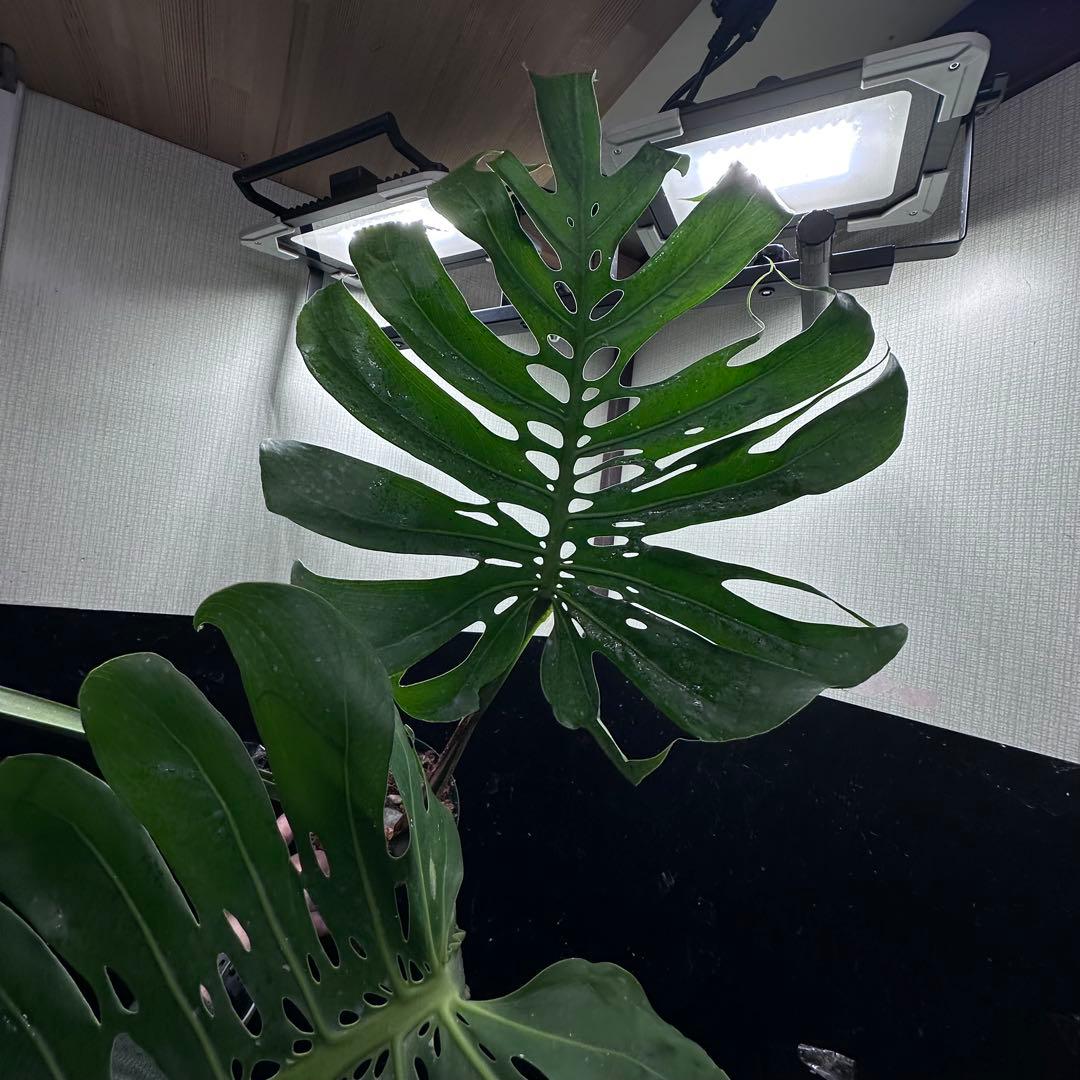 モンステラデリシオーサマクロコズム超希少系統鉢植え80㎝レア