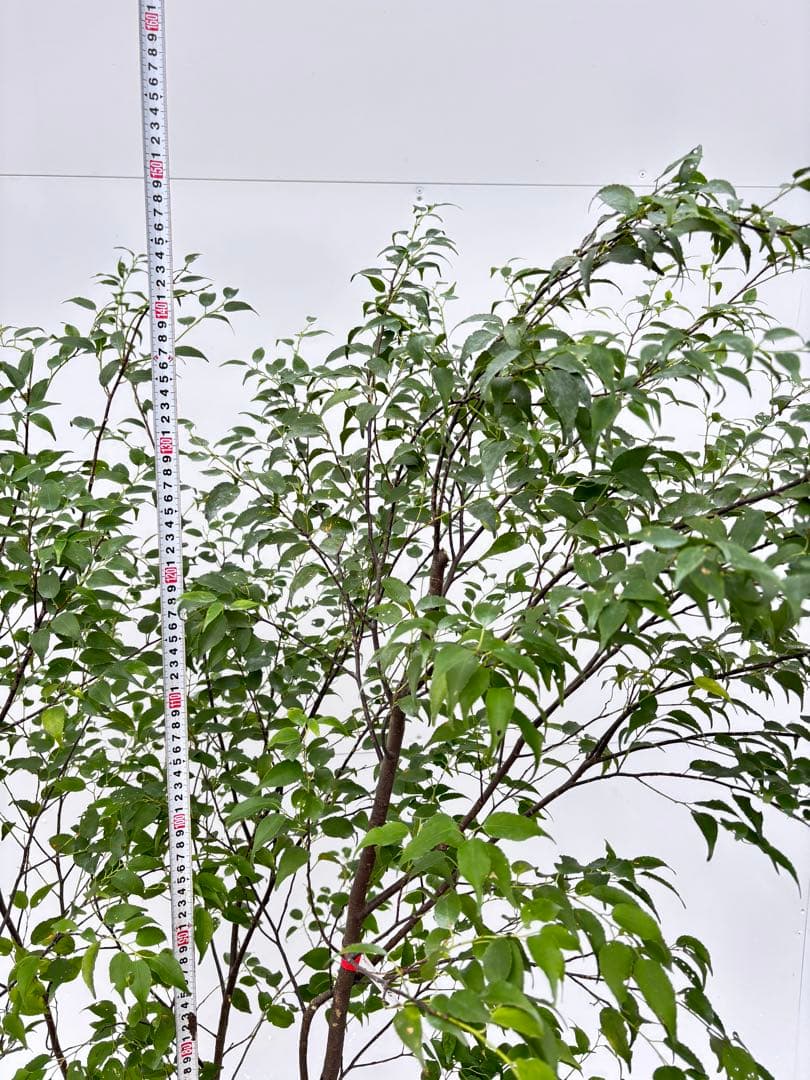 ねこがみ 美しい樹形が魅力 山採り ハイノキ 株立 663 樹高1.5m位