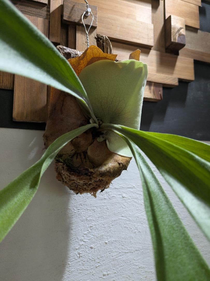 ハナ様ご依頼分プラティケリウム アルシコルネ＋チャイナビーン＋ヘテロクラダ