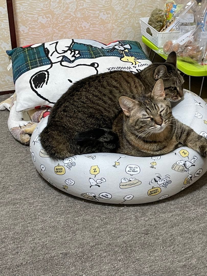 我が家のにゃんこ(*^^*)