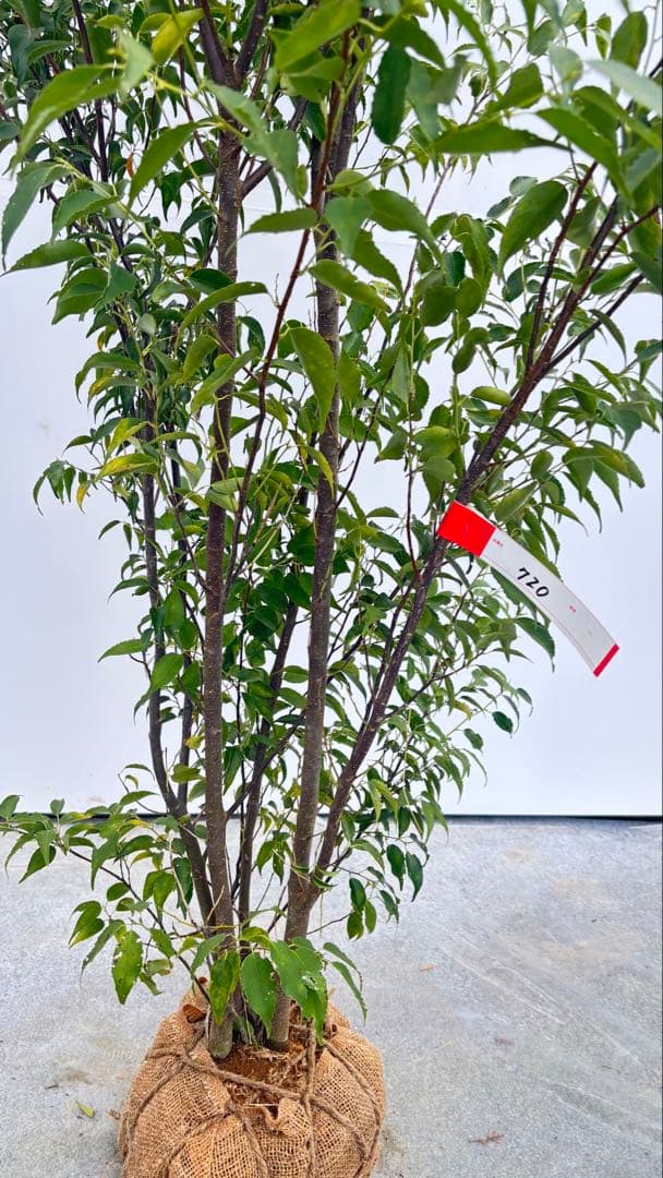 格安出品 早い者勝ち 良形の ハイノキ 株立 720 樹高1.6m位 高級樹