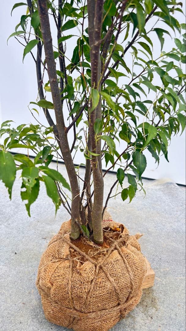 格安出品 早い者勝ち 良形の ハイノキ 株立 720 樹高1.6m位 高級樹