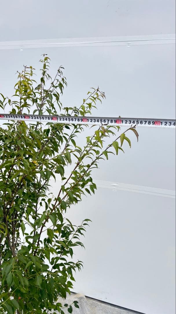 格安出品 早い者勝ち 良形の ハイノキ 株立 720 樹高1.6m位 高級樹