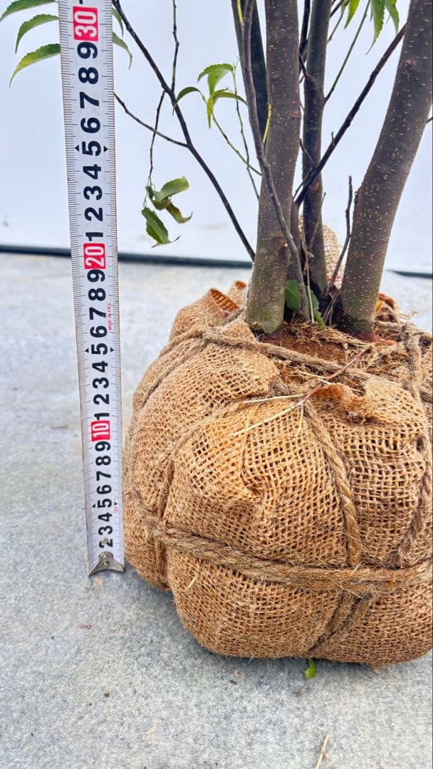 格安出品 早い者勝ち 良形の ハイノキ 株立 720 樹高1.6m位 高級樹