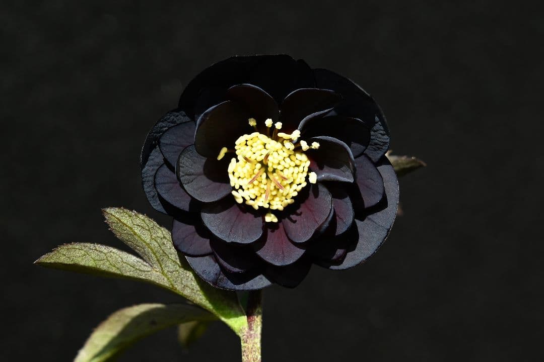 クリスマスローズ　訳あり！認定美黒姫　加藤農園