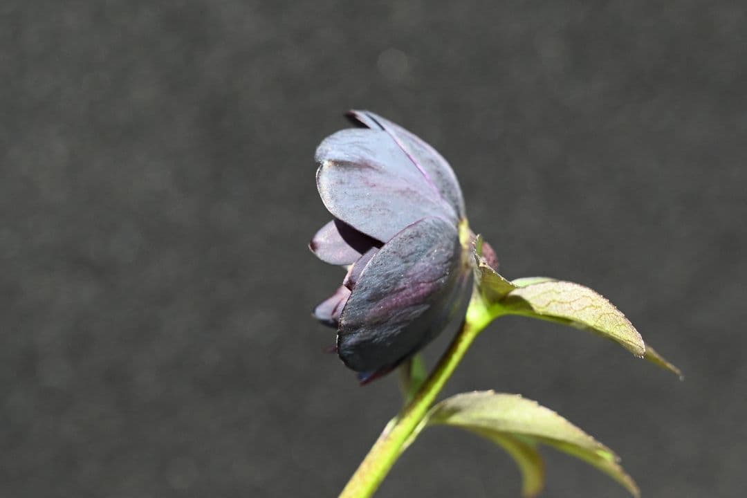 クリスマスローズ　訳あり！認定美黒姫　加藤農園