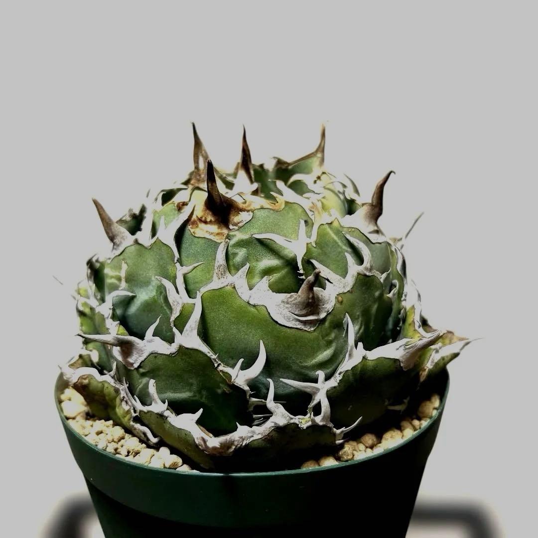 アガベ 鉢植発送 精品 白鯨 ボール型 極上血統 超良型 大株 コンテスト候補株