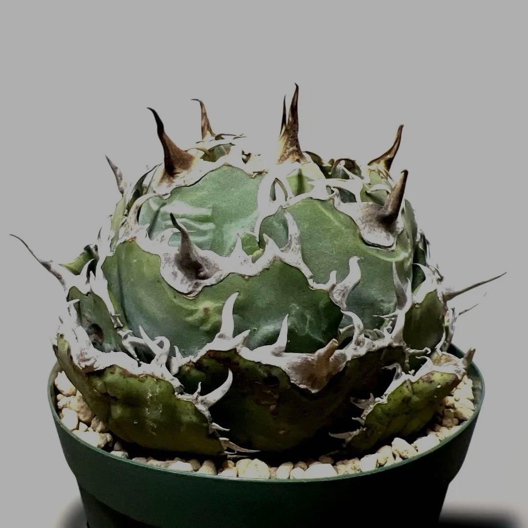 アガベ 鉢植発送 精品 白鯨 ボール型 極上血統 超良型 大株 コンテスト候補株