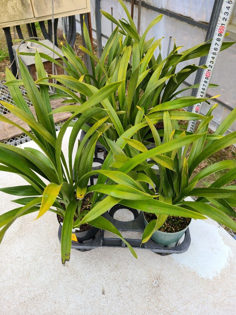 ミスマフェット。花芽3個。5鉢セット。蜜蜂誘引蘭。日本蜜蜂