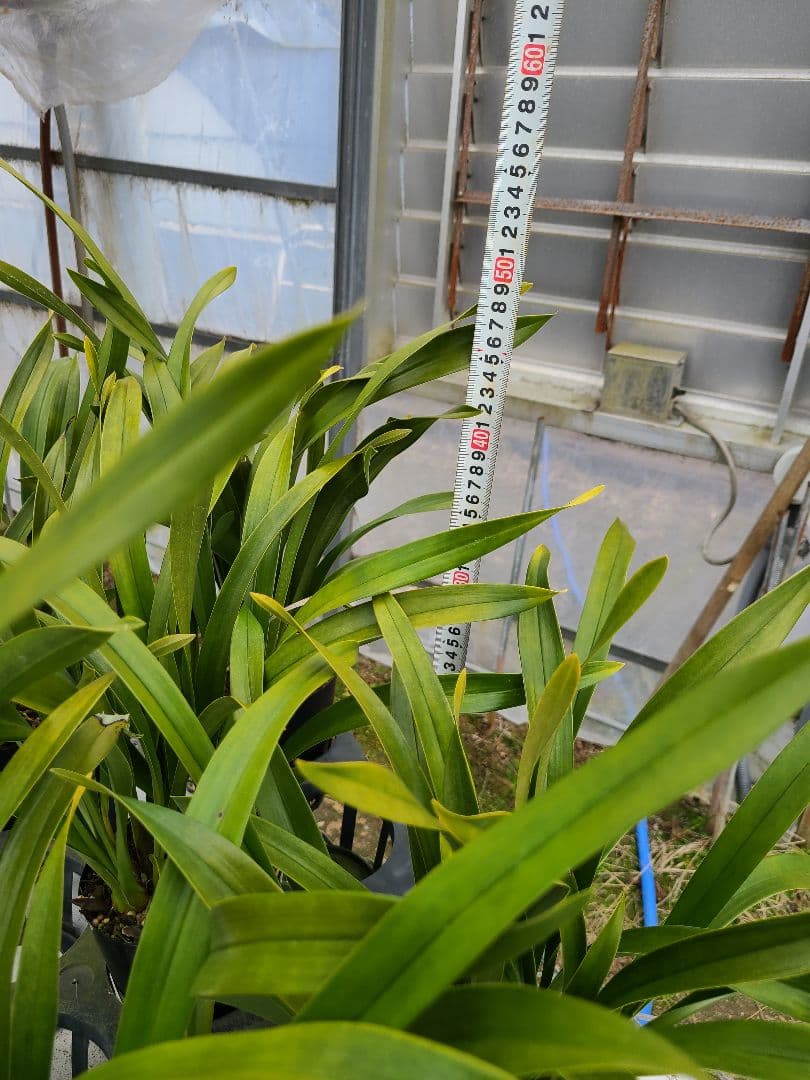 ミスマフェット。花芽3個。5鉢セット。蜜蜂誘引蘭。日本蜜蜂