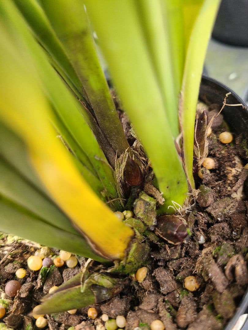 ミスマフェット。花芽3個。5鉢セット。蜜蜂誘引蘭。日本蜜蜂