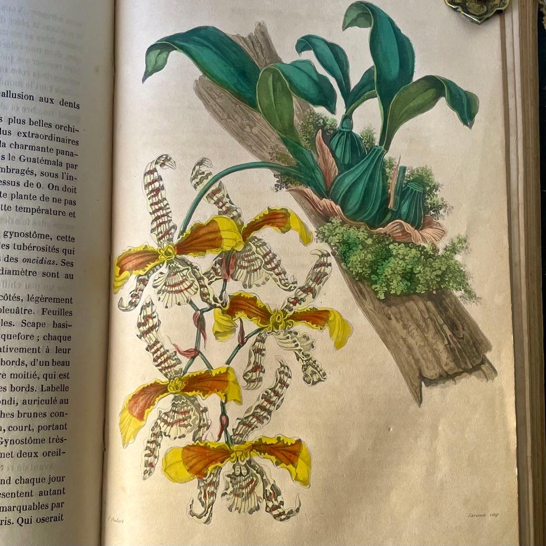 マガジン・デ・ドゥモアゼル1863年　フランスアンティーク　本　古書　彩色銅版画