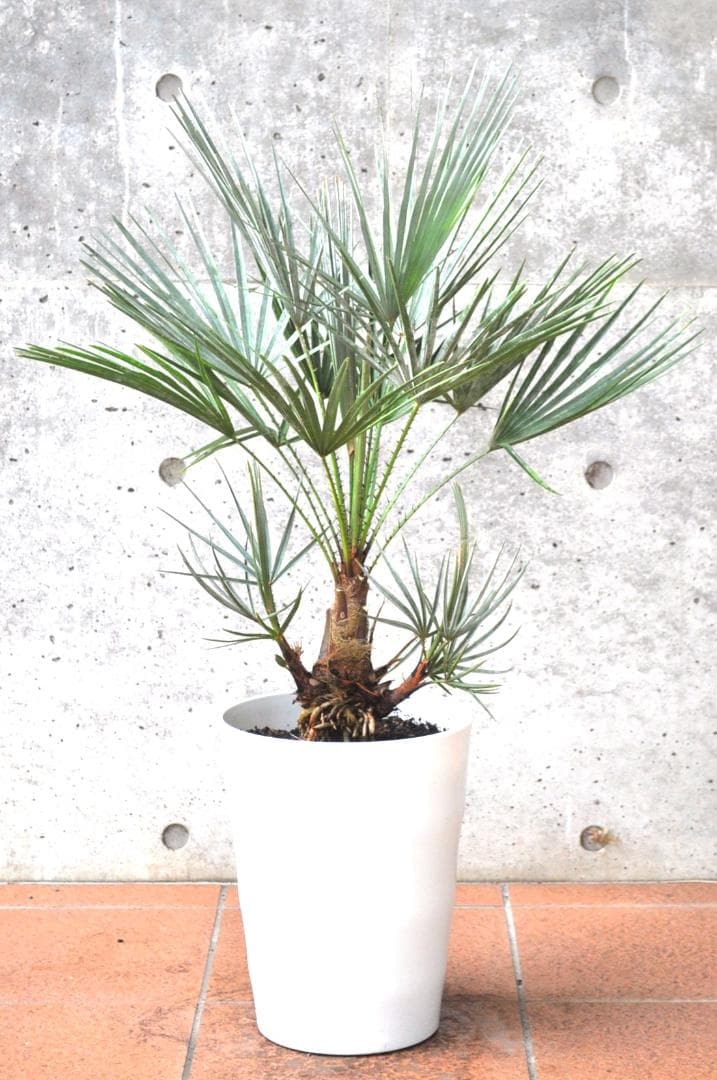 チャメロプス セリフェラ 87cm 8号