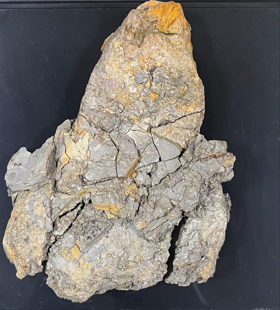 トリケラトプス　フリル　実物化石