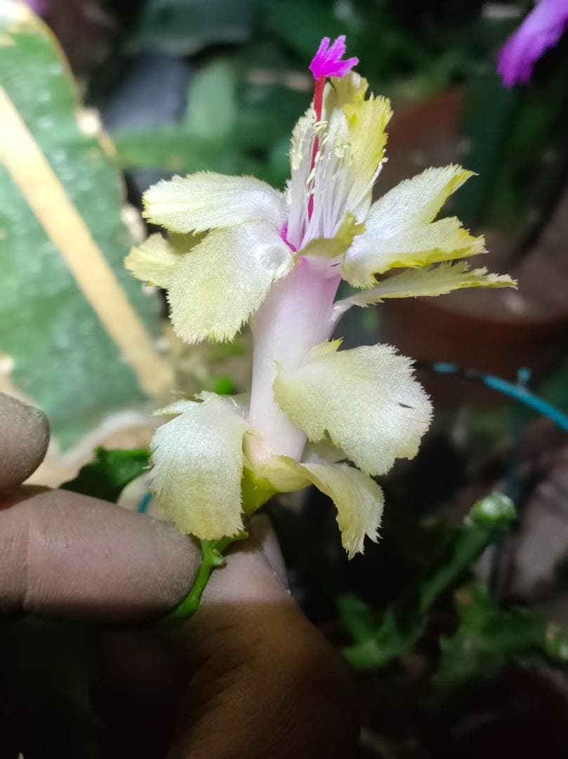 【§プロフ読んでね§】シャコバサボテン　赤羽＋黄羽＋白蓮 　接木