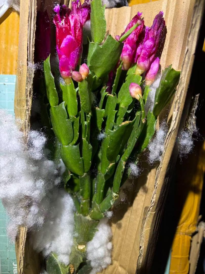 【§プロフ読んでね§】シャコバサボテン　赤羽＋黄羽＋白蓮 　接木