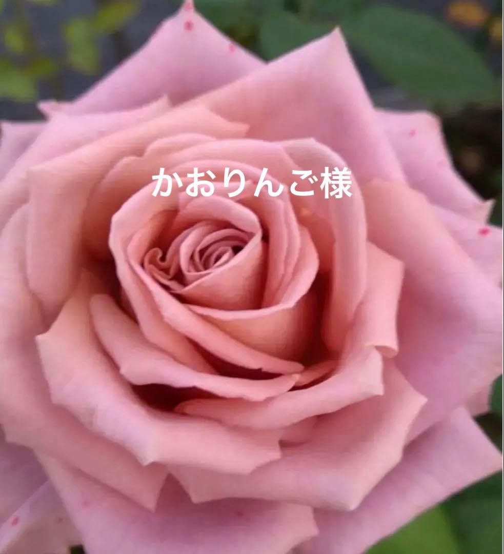 バラ苗　購入前にコメント