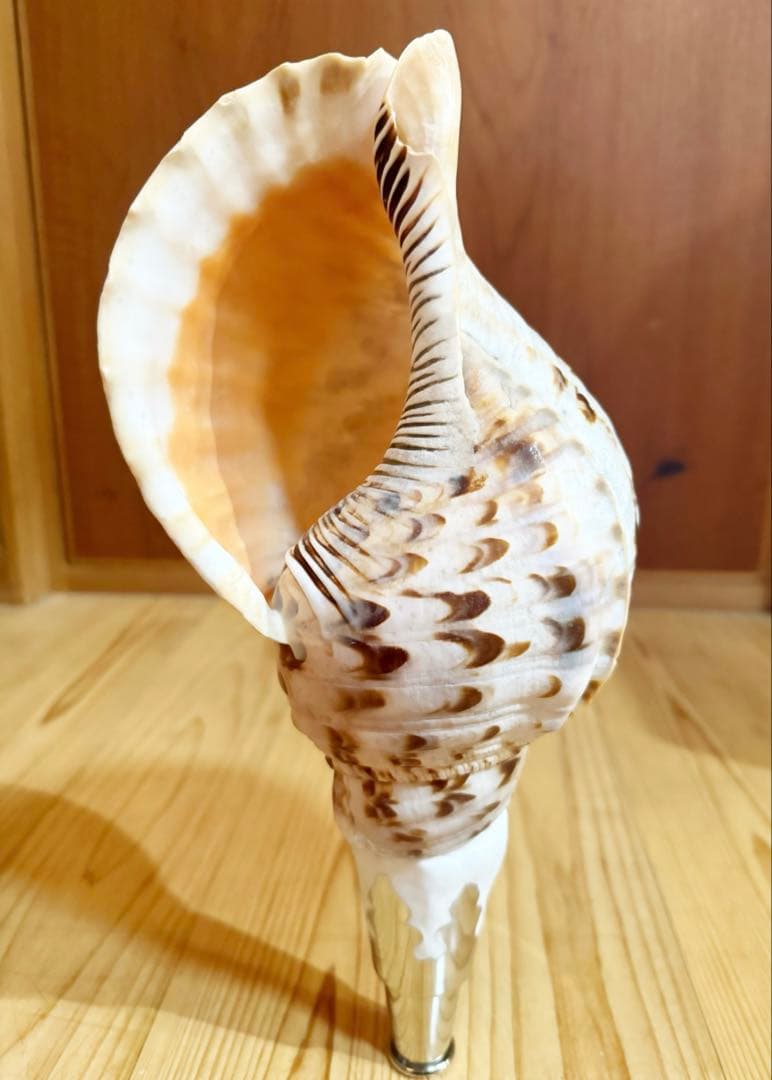 クリスマスセール❗️修験道法螺貝34㎝　山伏　熊よけ　魔除け❣️ホラガイ　ほら貝