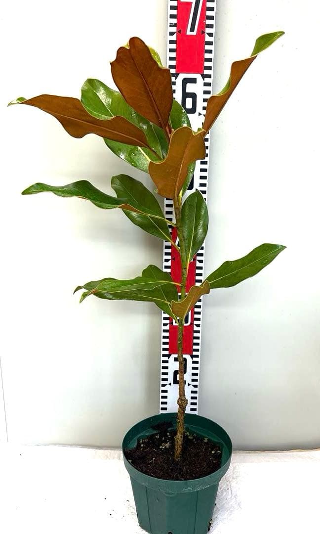 40. ケイパレス マグノリア 泰山木 タイサンボク 苗 苗木 小型品種