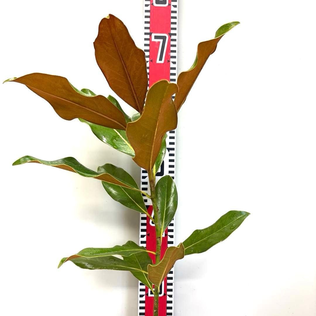 40. ケイパレス マグノリア 泰山木 タイサンボク 苗 苗木 小型品種