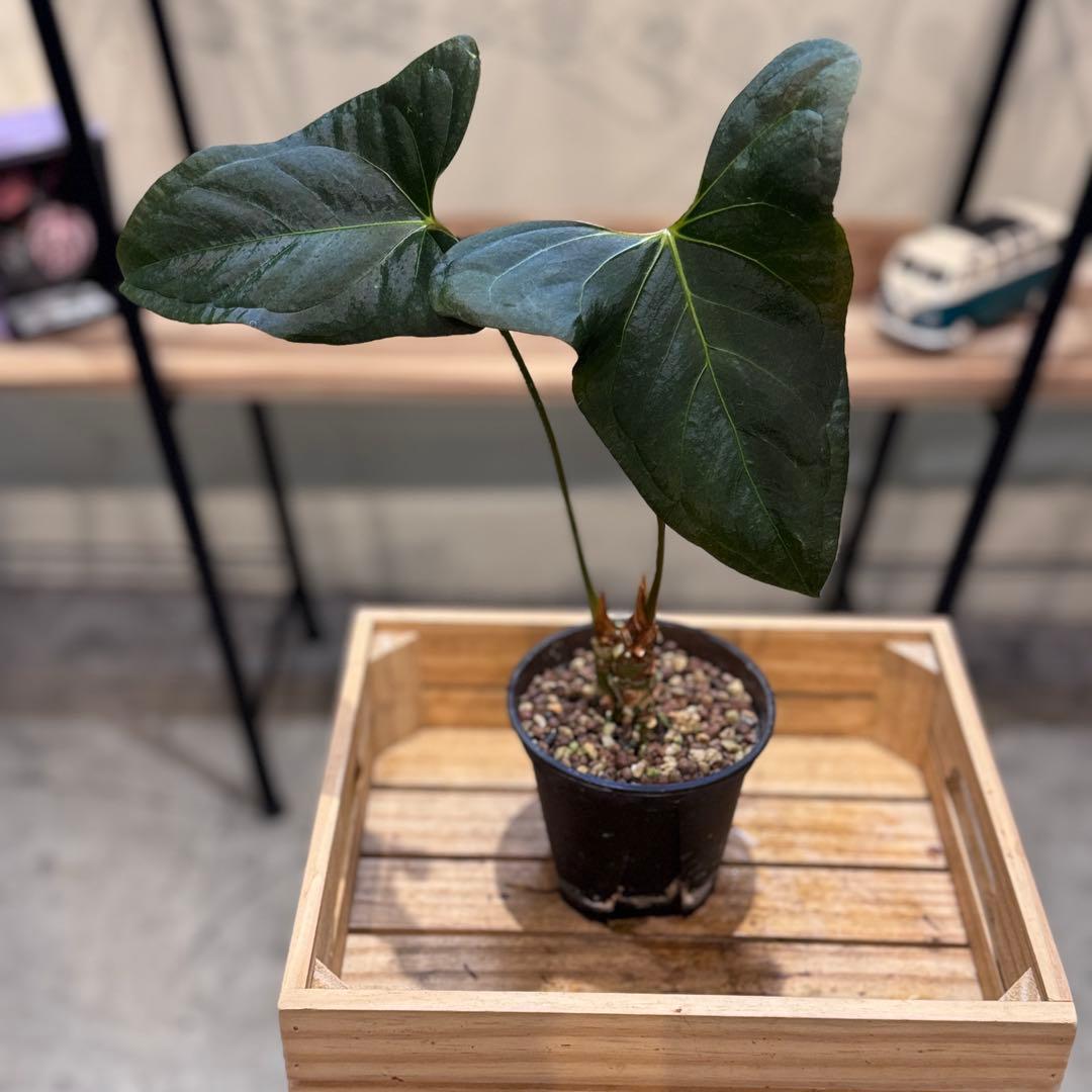 K*N様 30 アンスリウム　サブシグネイタム　原種　激レア　色濃いめ　株分可能