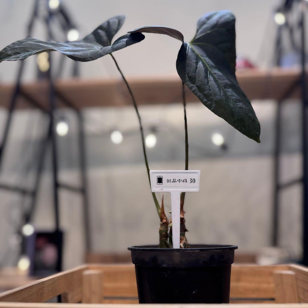 K*N様 30 アンスリウム　サブシグネイタム　原種　激レア　色濃いめ　株分可能